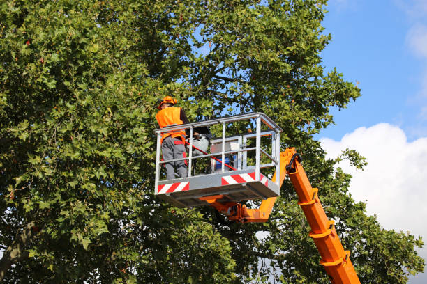 Best Lawn Dethatching  in Killen, AL