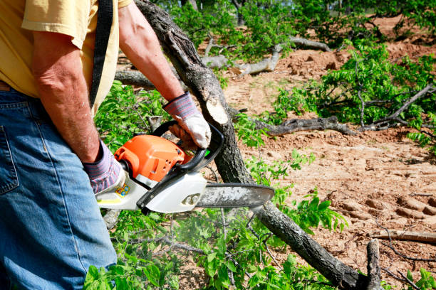 Best Palm Tree Trimming  in Killen, AL